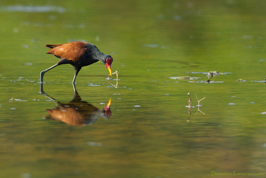 Jacana noir