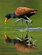 Wattled Jacana