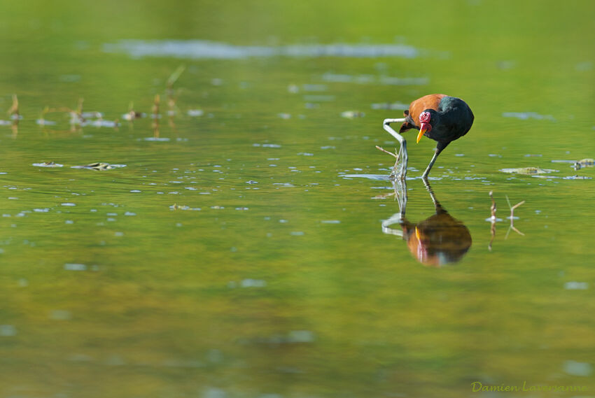 Wattled Jacana