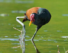 Wattled Jacana