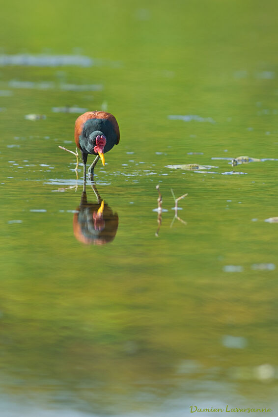 Wattled Jacana