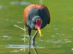 Wattled Jacana