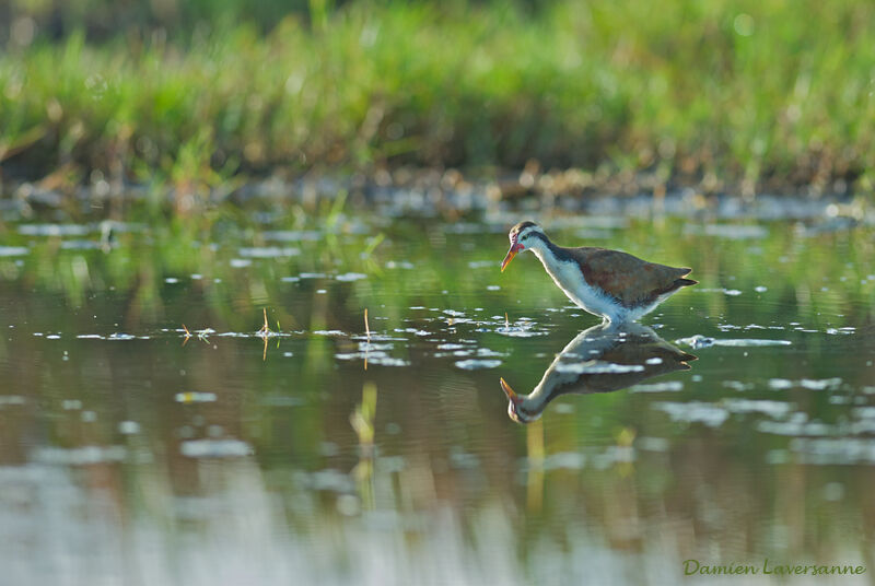 Wattled Jacanajuvenile