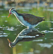 Wattled Jacana