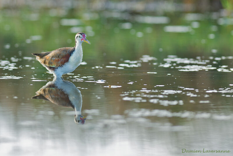 Wattled Jacana