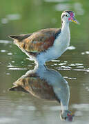 Wattled Jacana