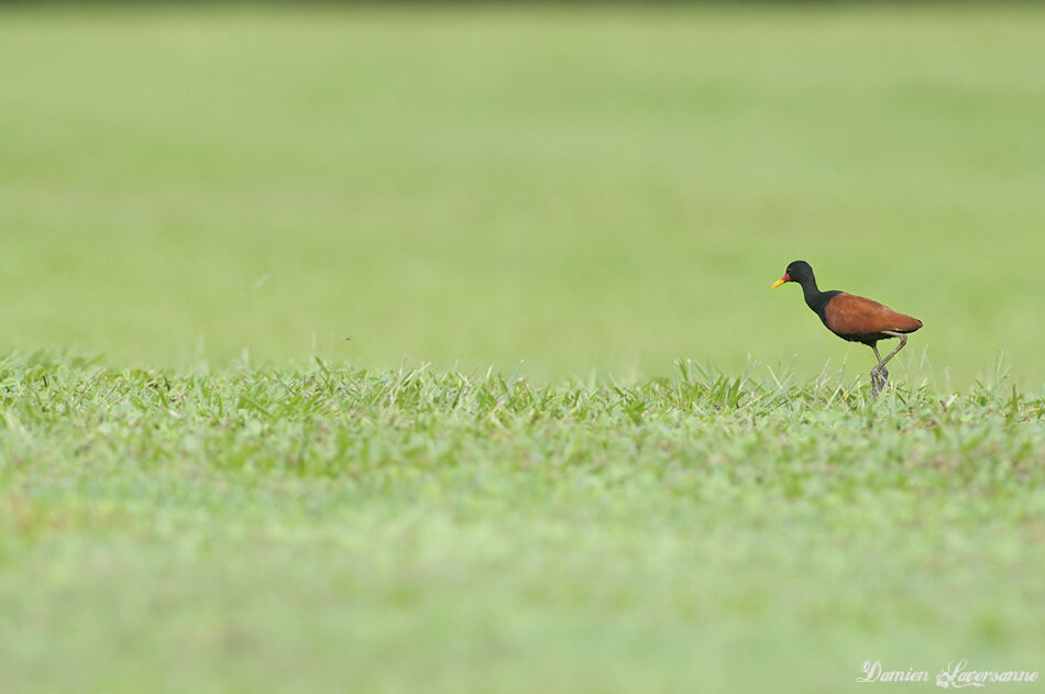 Jacana noir