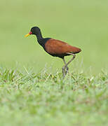 Wattled Jacana