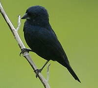 Blue-black Grassquit