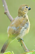 Blue-black Grassquit