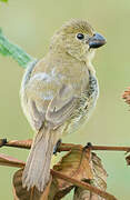 Blue-black Grassquit