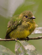 White-fronted Manakin