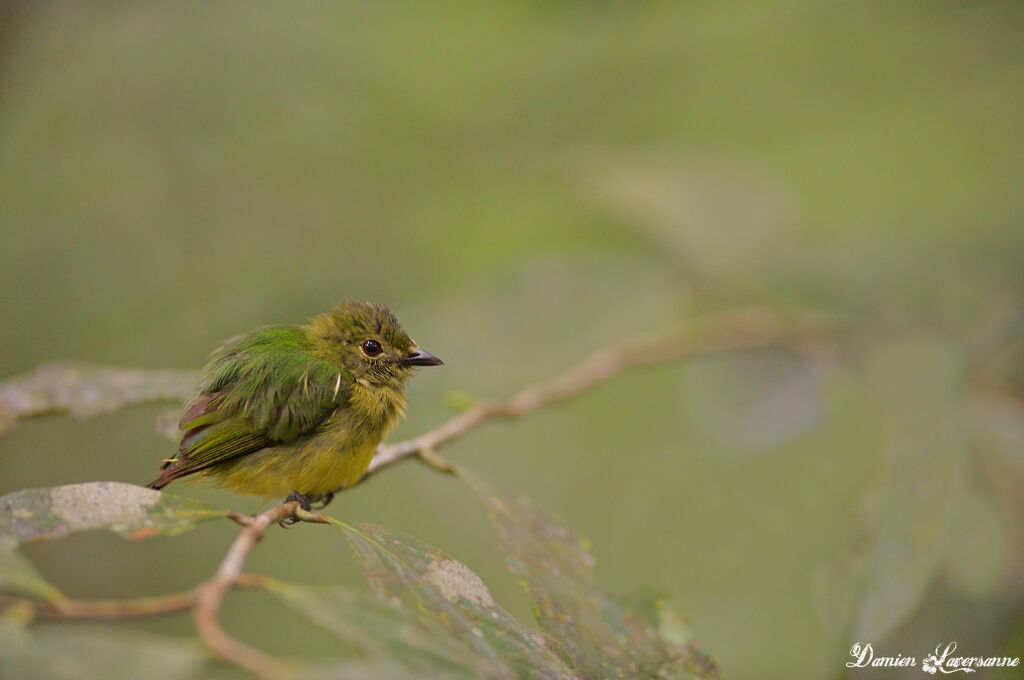 White-fronted Manakin