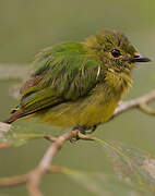 White-fronted Manakin