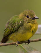 White-fronted Manakin