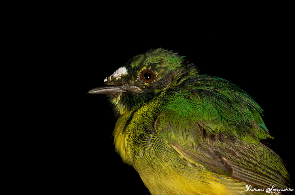 White-fronted Manakin