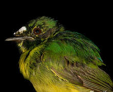 White-fronted Manakin