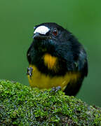 White-fronted Manakin