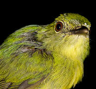 White-fronted Manakin