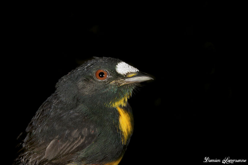 White-fronted Manakin male adult
