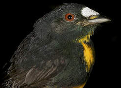 White-fronted Manakin