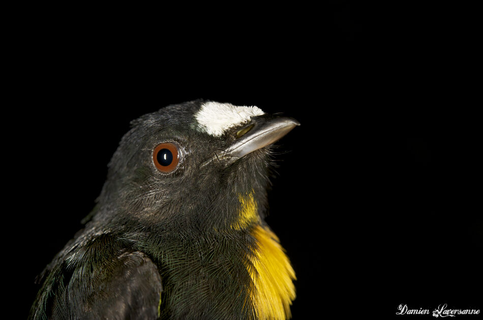 White-fronted Manakin male adult