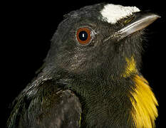 White-fronted Manakin