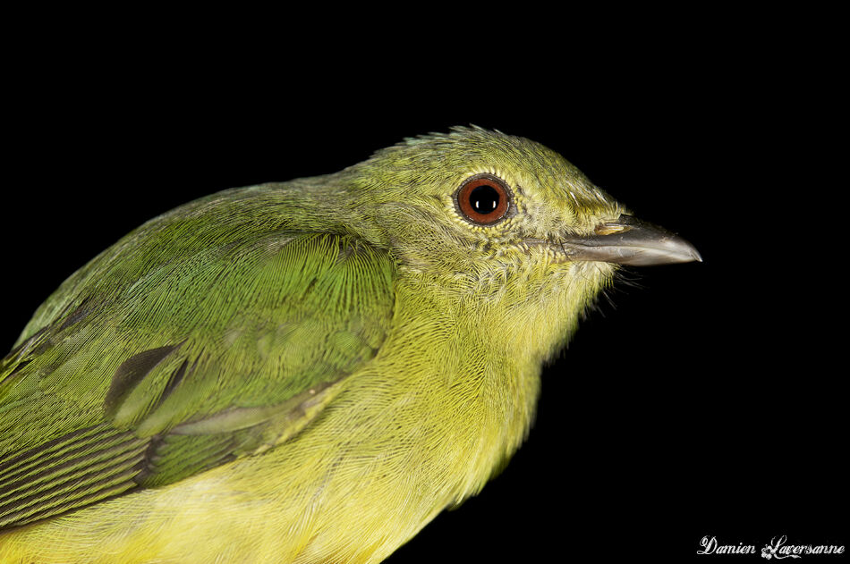 Manakin à front blanc mâle juvénile