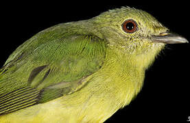 White-fronted Manakin