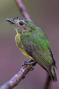 White-fronted Manakin