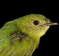 White-fronted Manakin