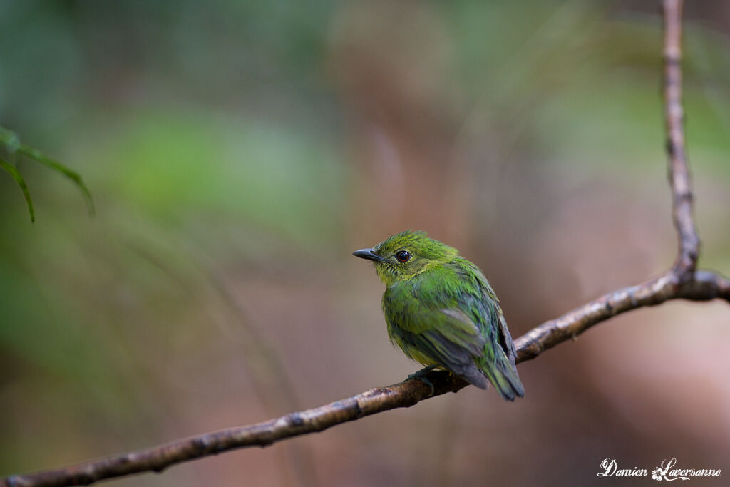 White-fronted Manakin