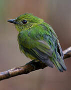 White-fronted Manakin