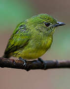 White-fronted Manakin