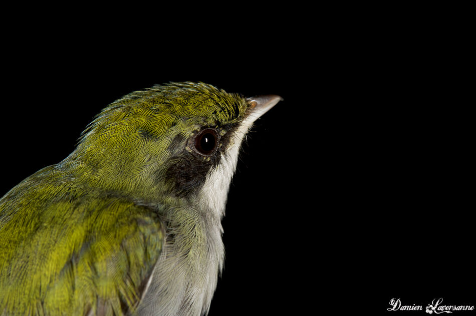 White-throated Manakin