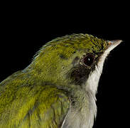 White-throated Manakin