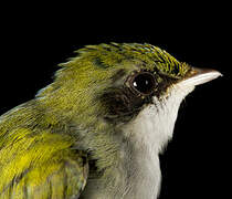 White-throated Manakin