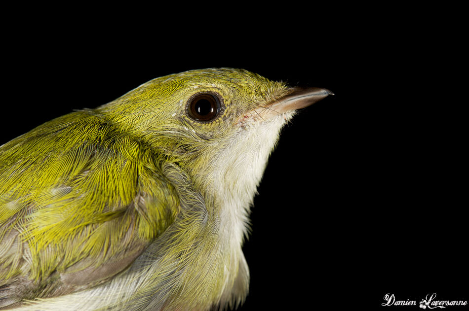 White-throated Manakin