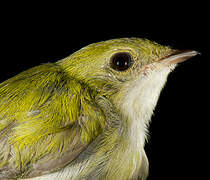 White-throated Manakin