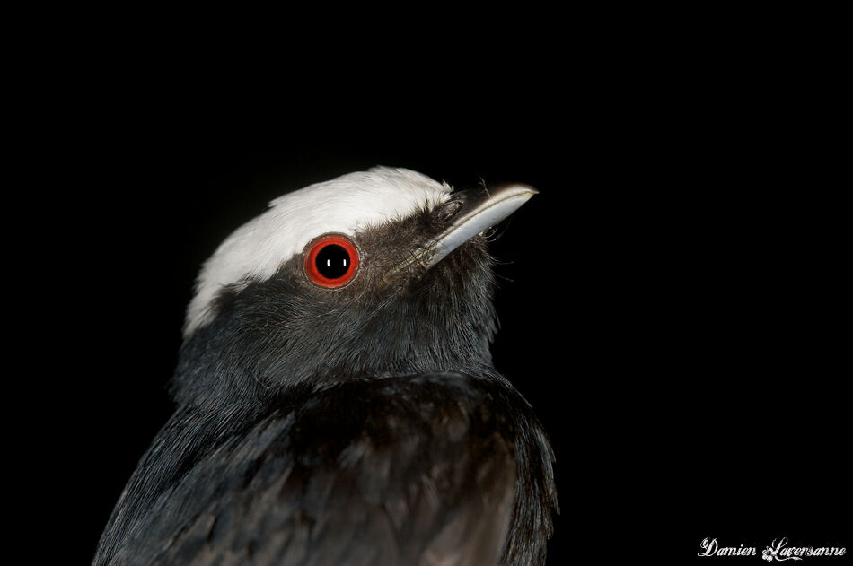 Manakin à tête blanche mâle adulte