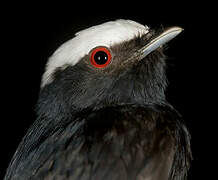 White-crowned Manakin