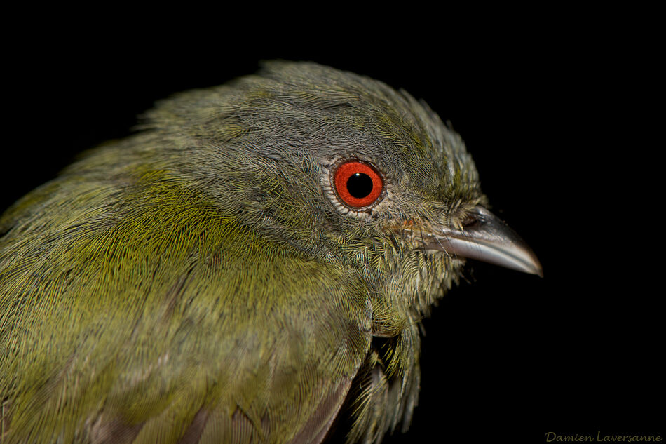 White-crowned Manakin