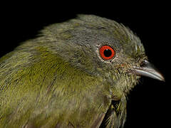 White-crowned Manakin