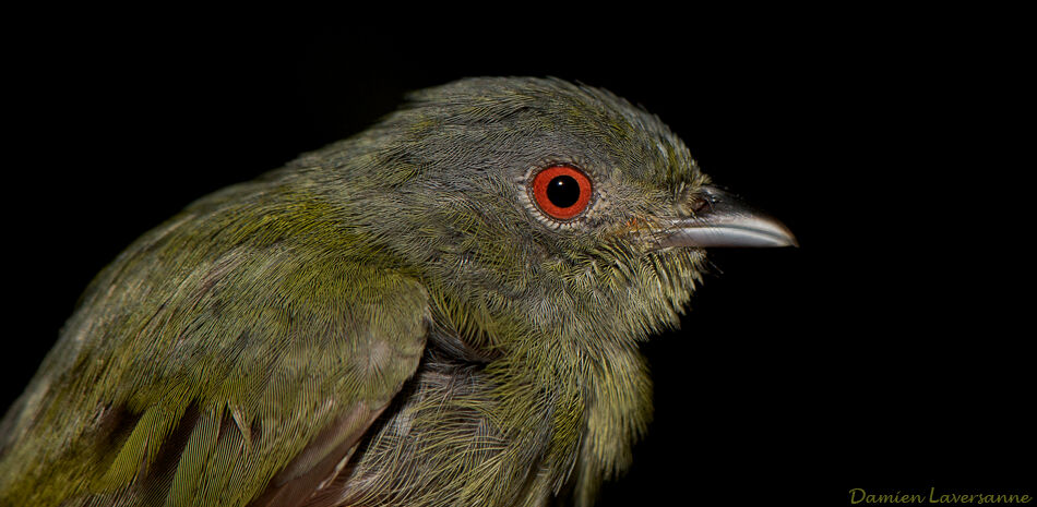 White-crowned Manakin