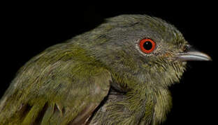 White-crowned Manakin