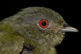 White-crowned Manakin