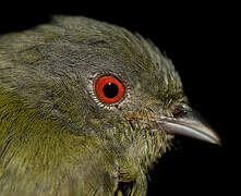 White-crowned Manakin