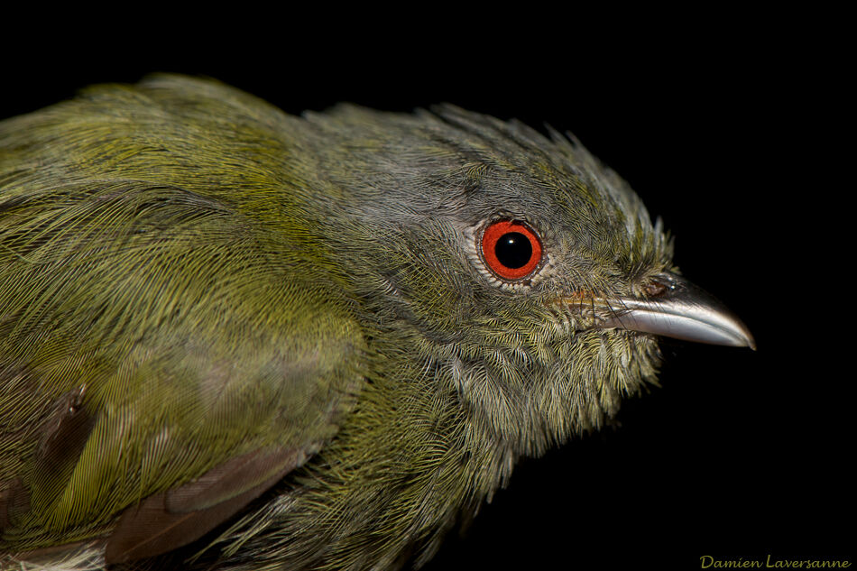 White-crowned Manakin