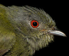 White-crowned Manakin