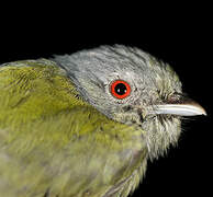 White-crowned Manakin